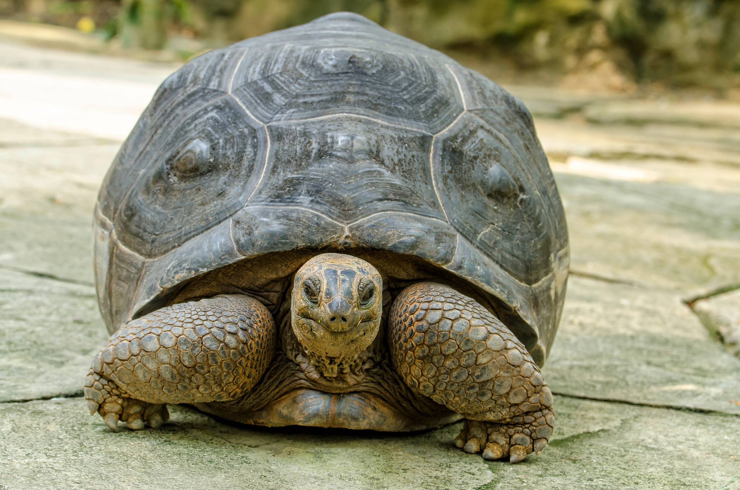 A Giant Tortoise In Aldabra Atoll