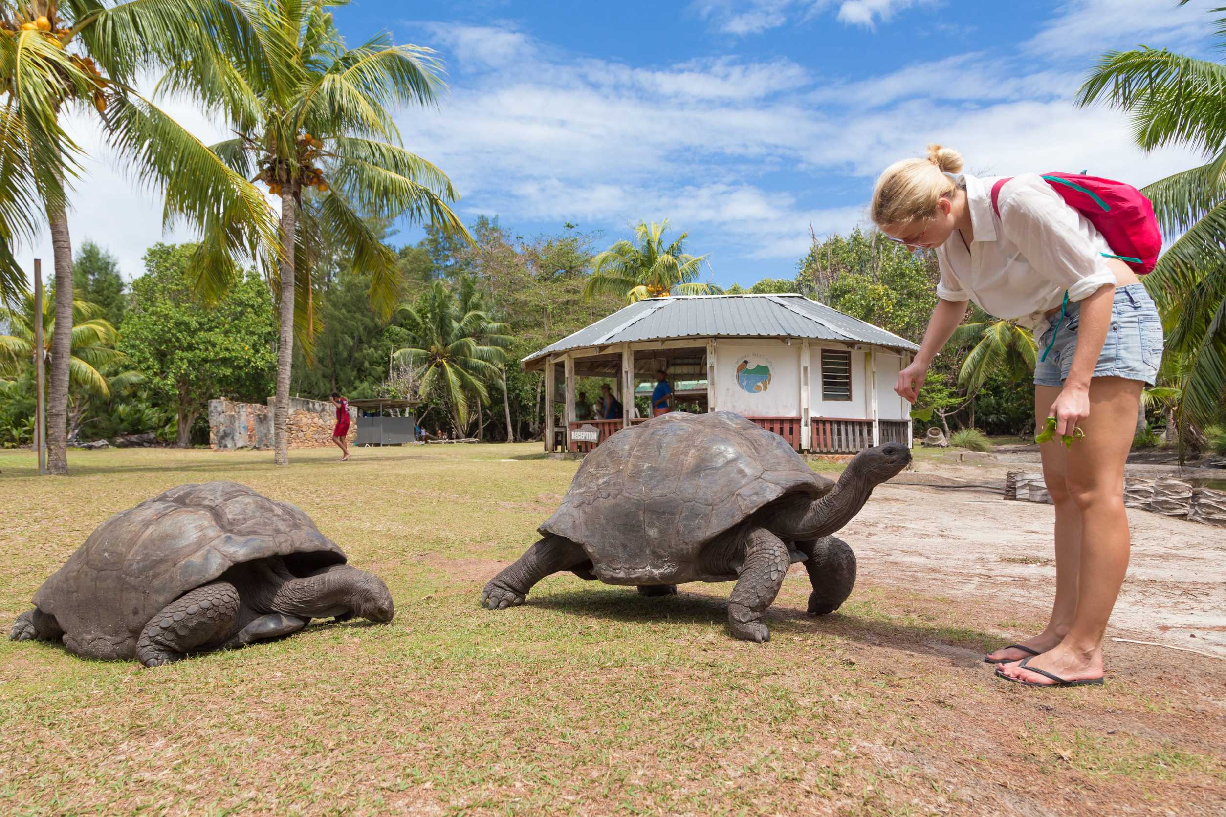 A Tourist Feeding Leaves To Giant Tortoise In Curieuse Island