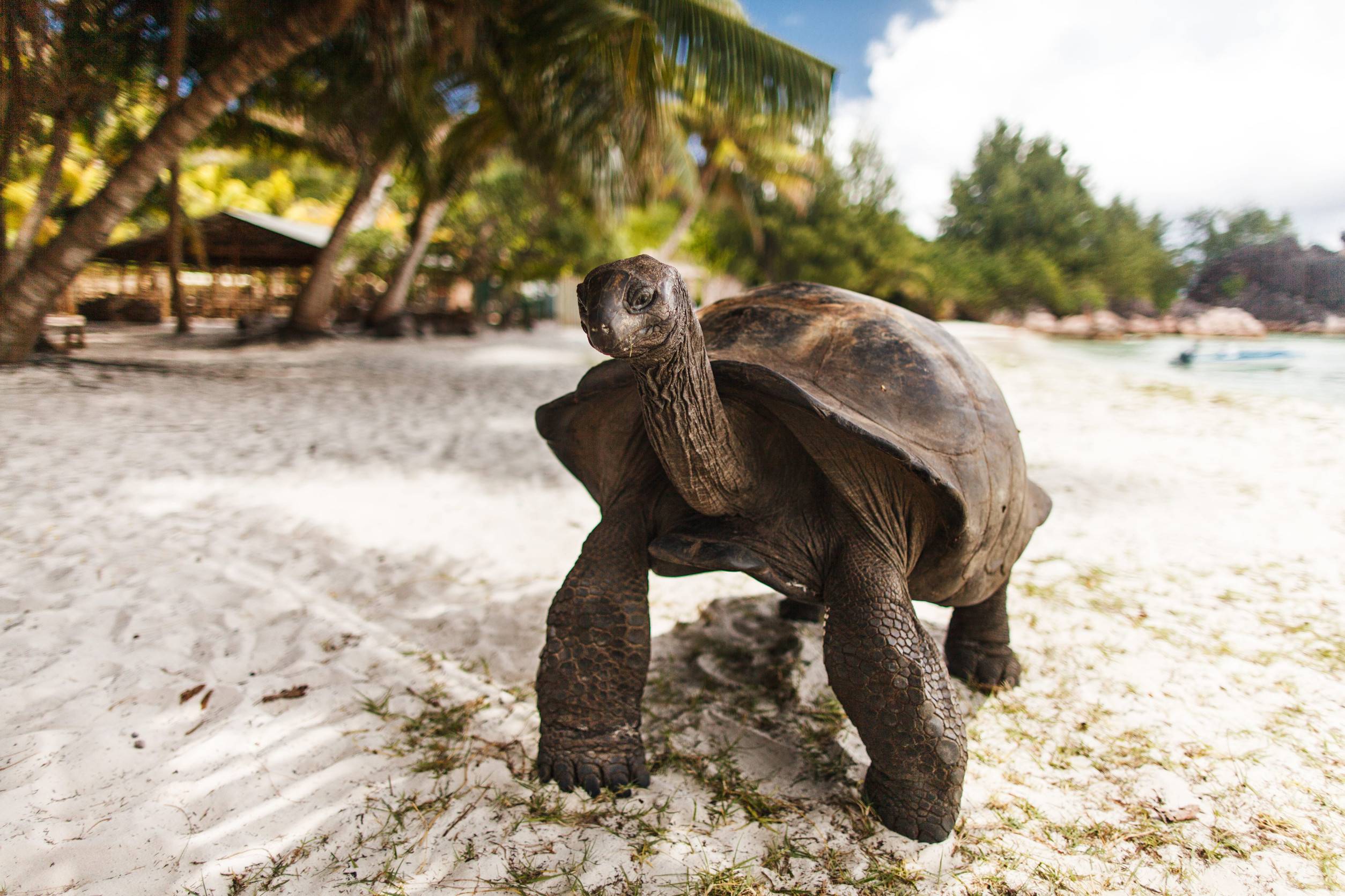 Aldabra Giant Tortoise In Curieuse Island