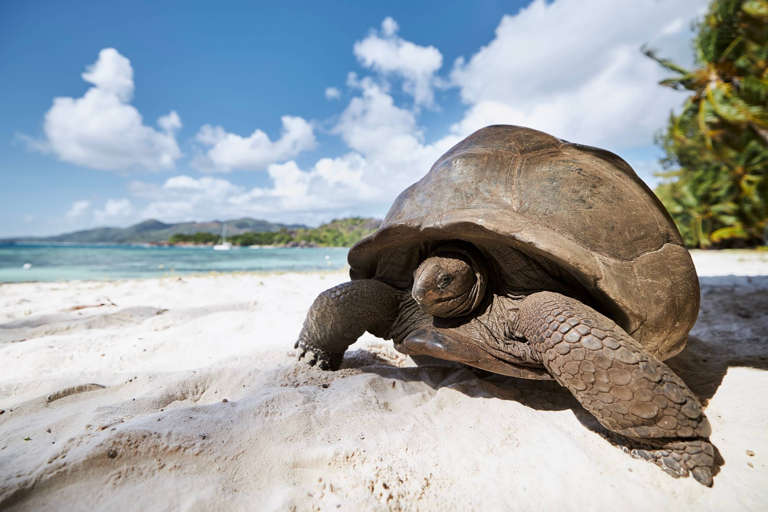 Aldabra Giant Tortoises