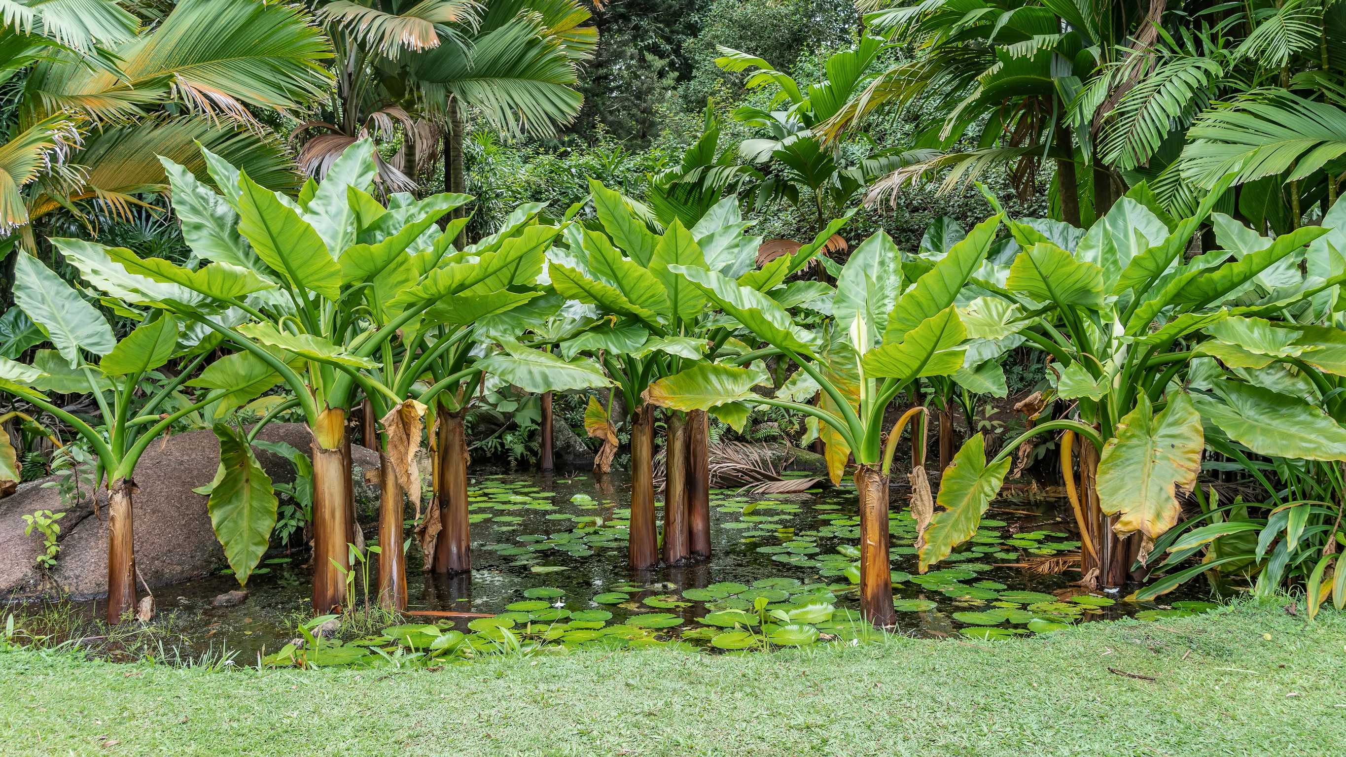 Botanical Garden Mahe Seychelles