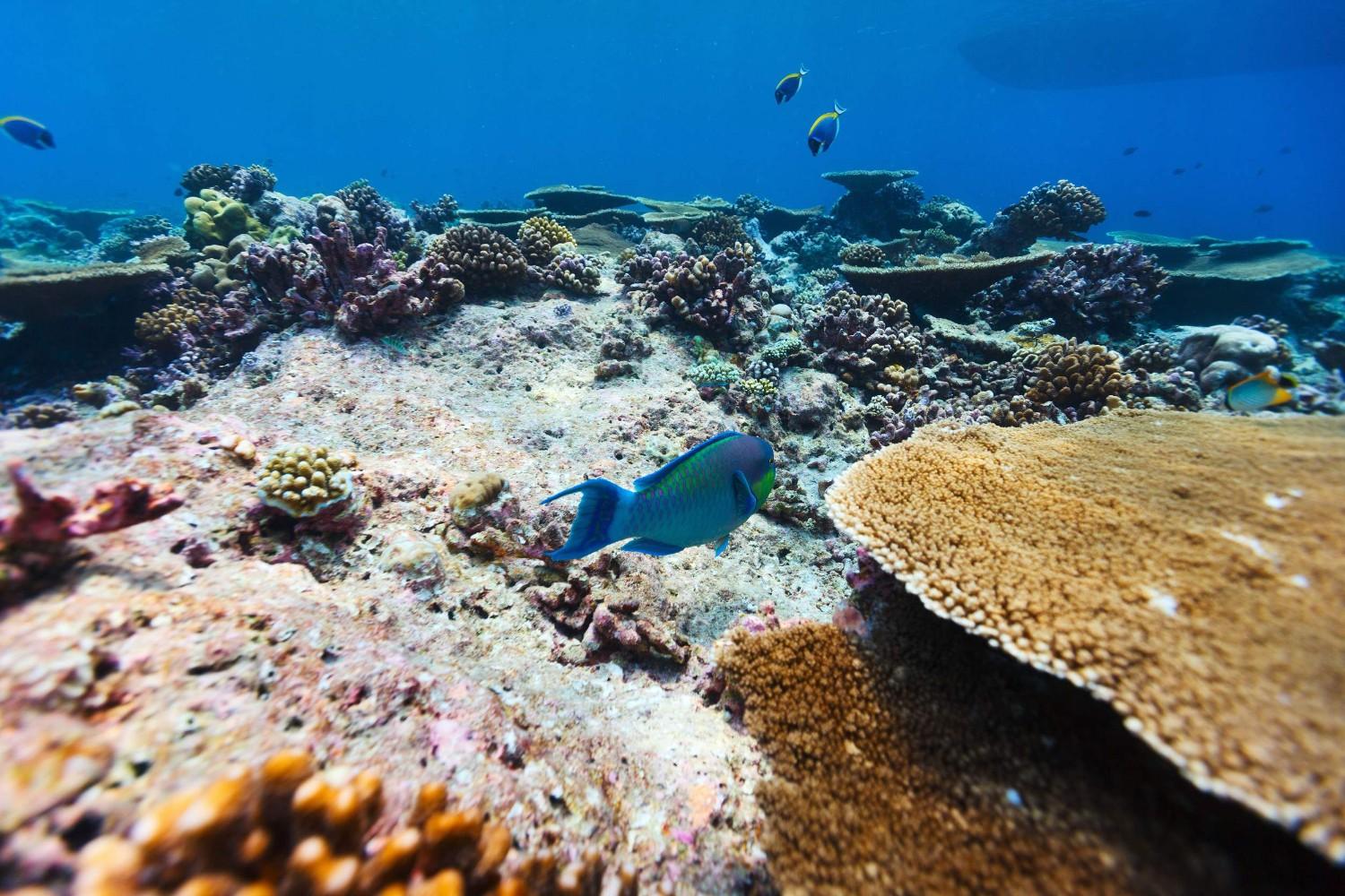 Colourful Coral Reef In The Maldives
