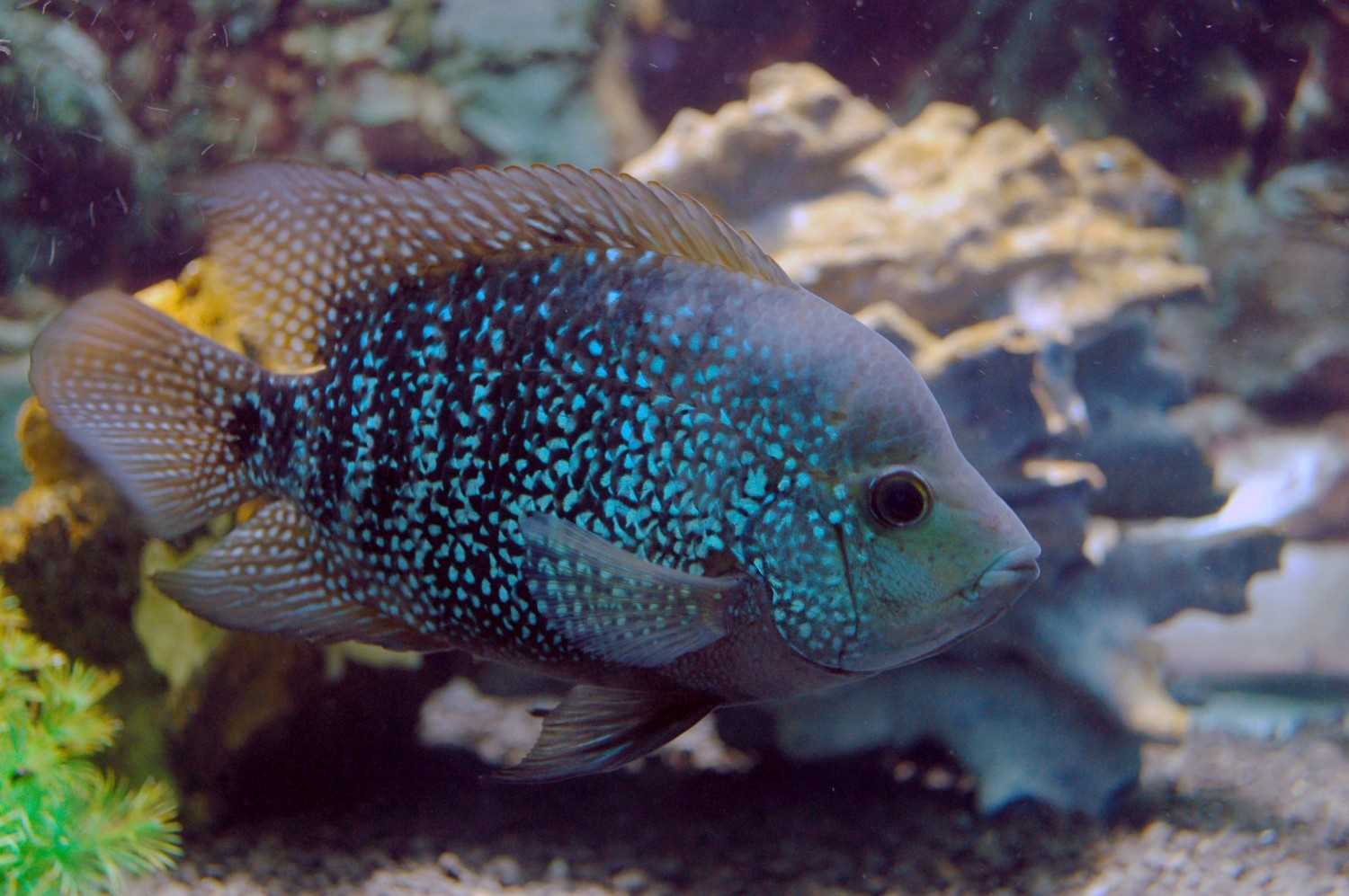 Enchanting Blue Fish Underwater