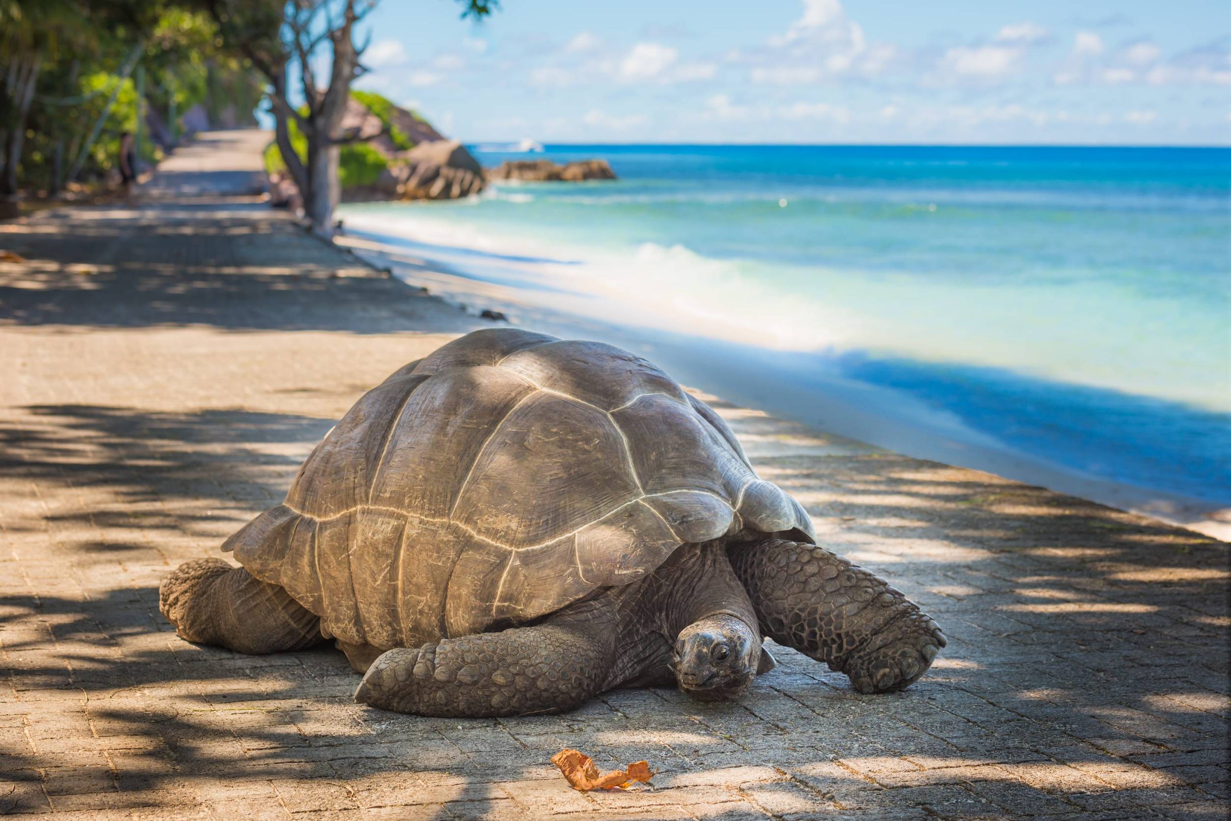 Giant Tortoise In Seychelles