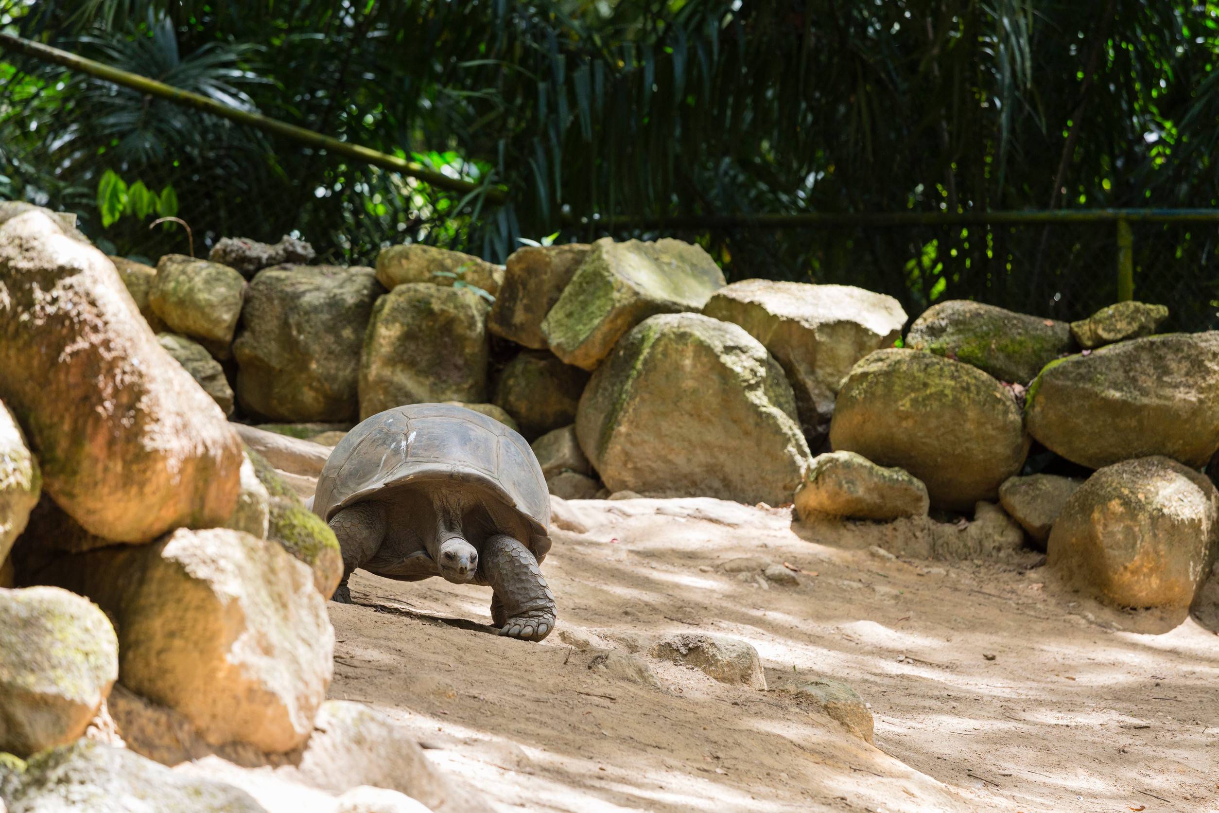 Giant Tortoise In The Botanical Garden In Victoria Mahe
