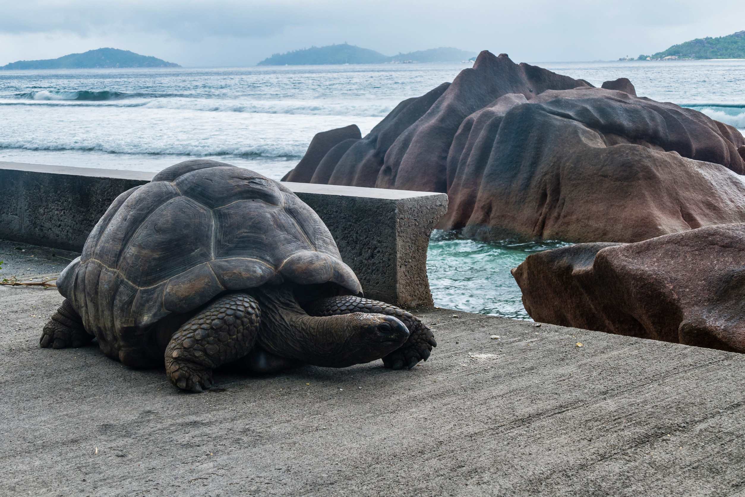 Giant Tortoise In Union Estate Park La Digue