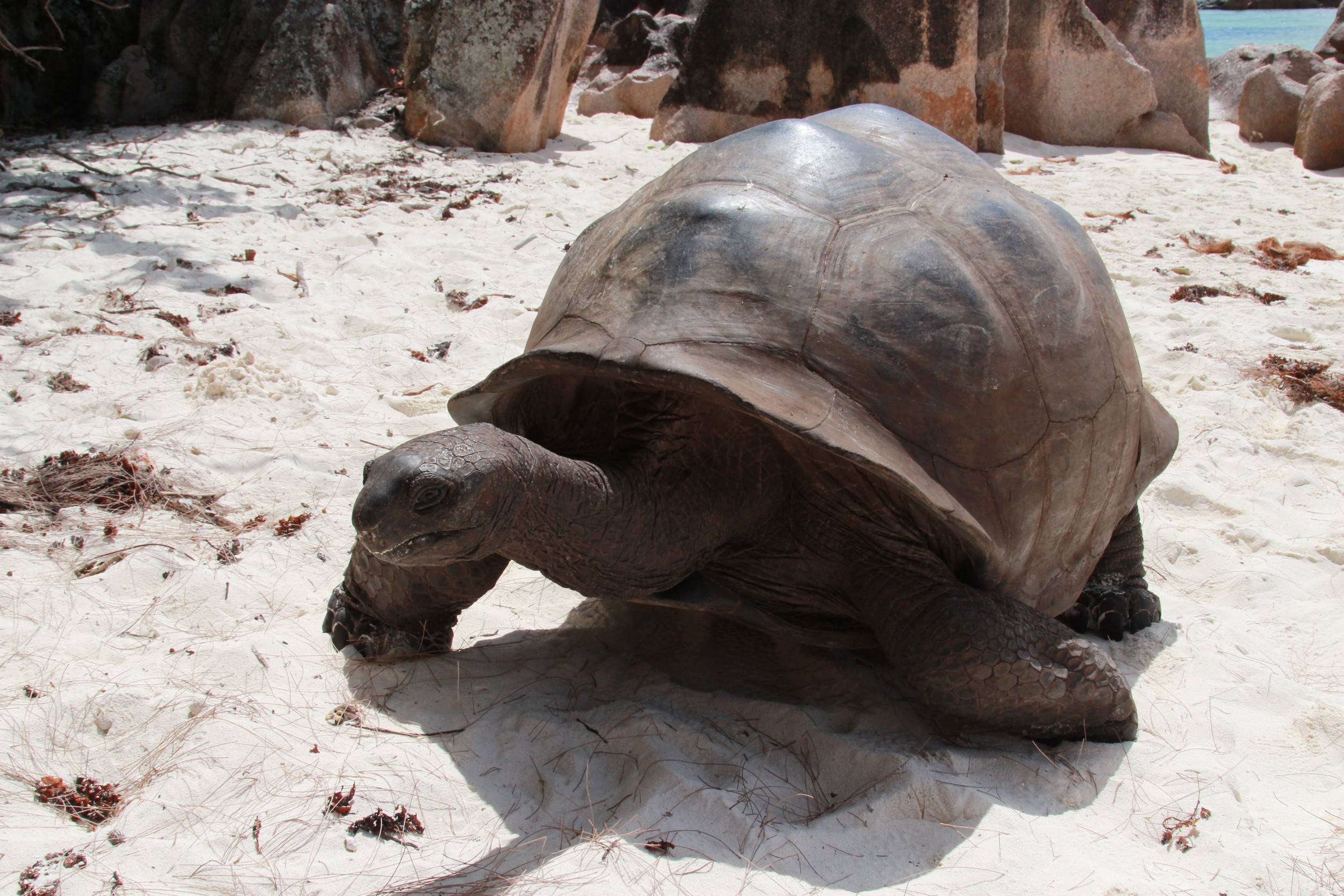 Giant Tortoise On Moyenne Island Seychelles