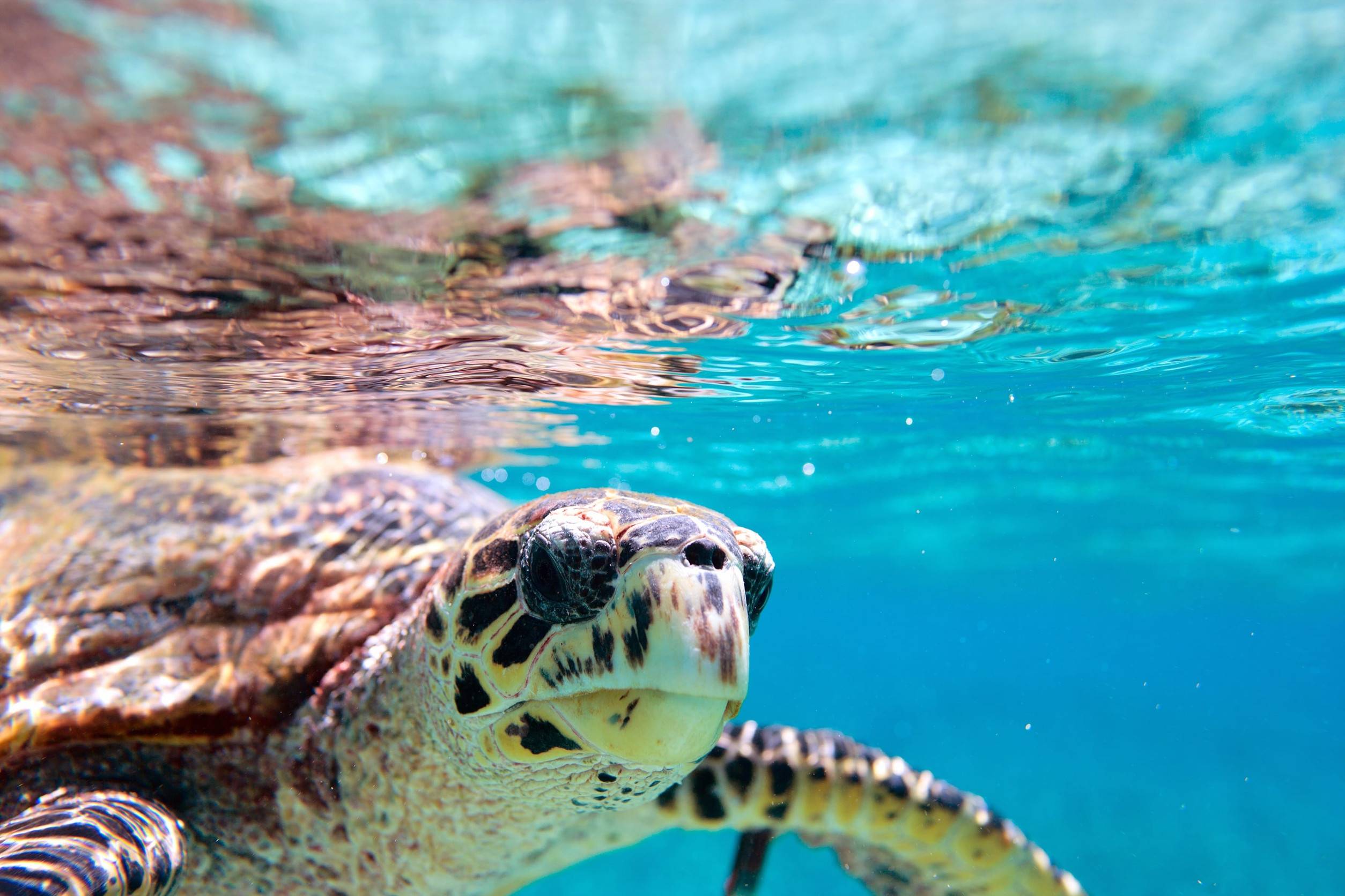 Hawksbill Turtles In Seychelles