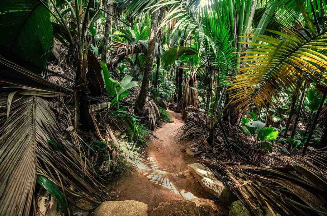 Jungle Path In Vallee De Mai Praslin