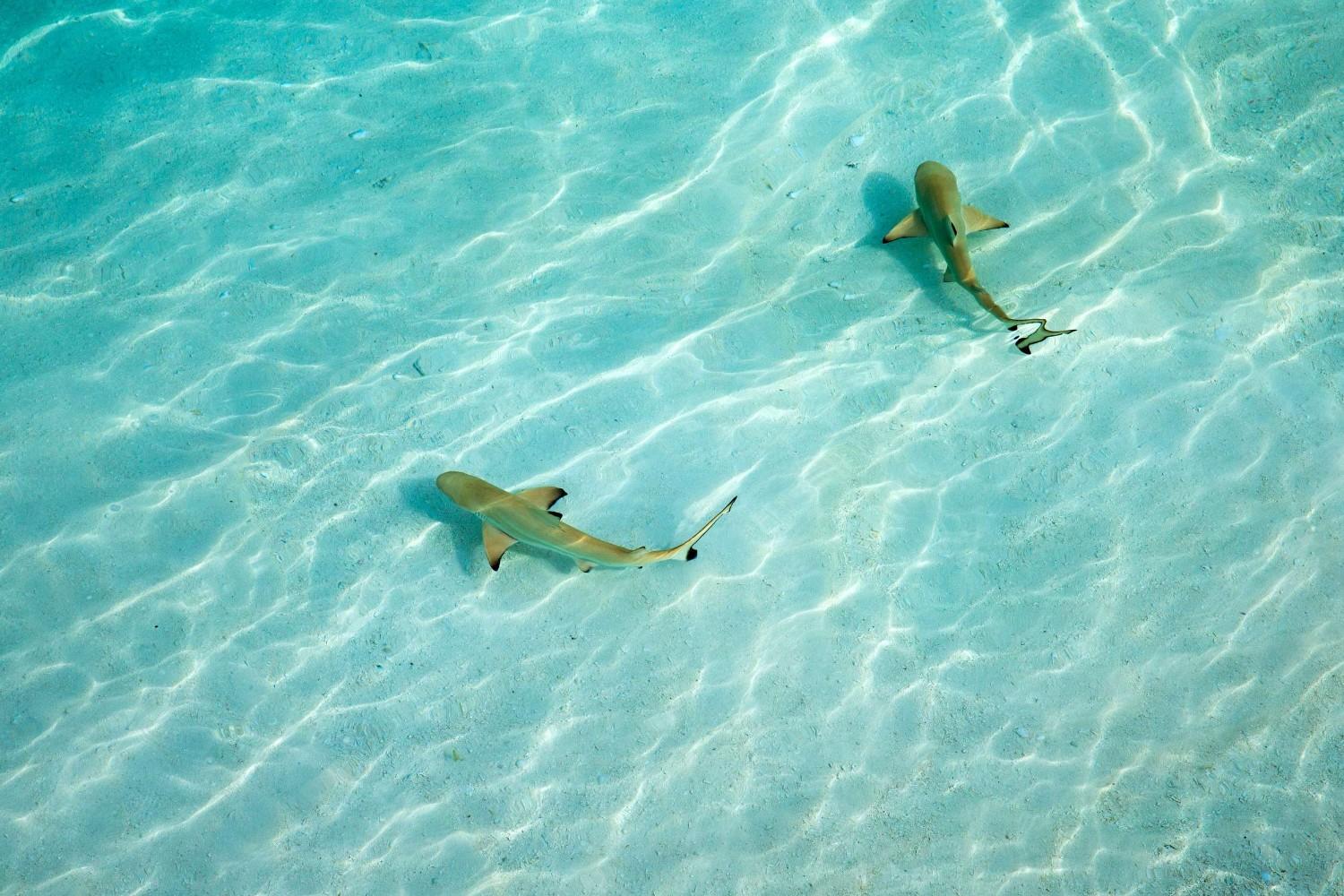Reef Shark Swimming In The Maldives Waters