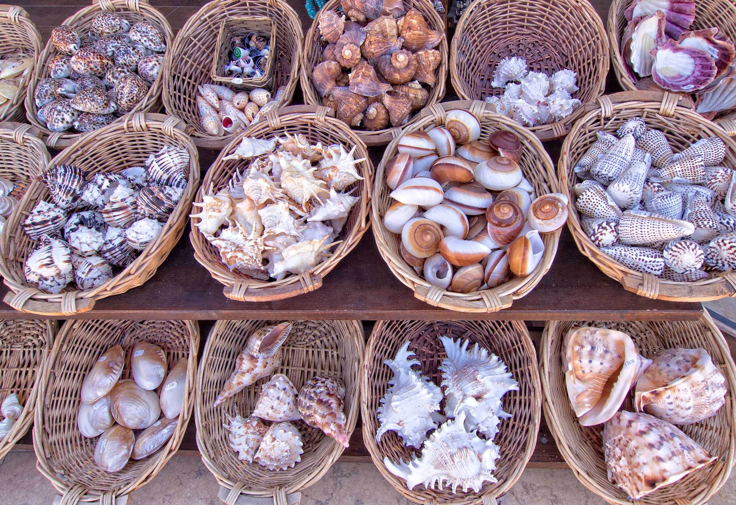 Sea Shells Souvenir Shop Seychelles