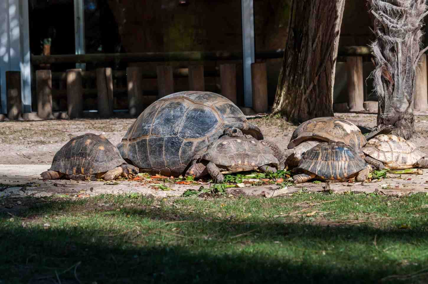 Seychelles Giant Turtles At Animal Park