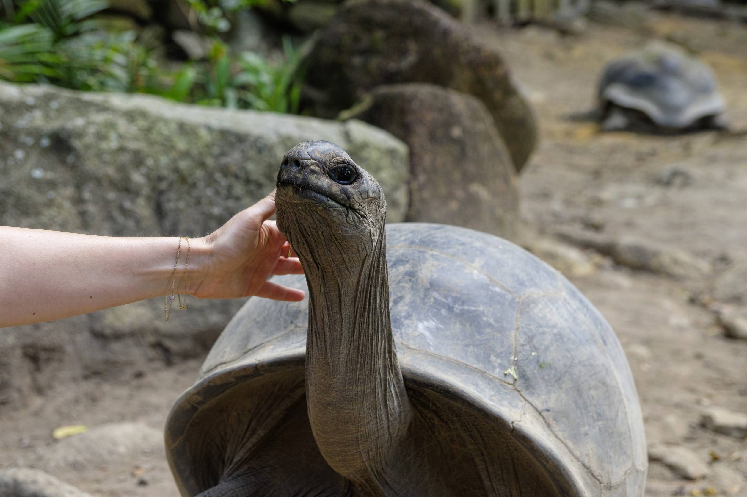 Tourist Touching The Giant Tortoise