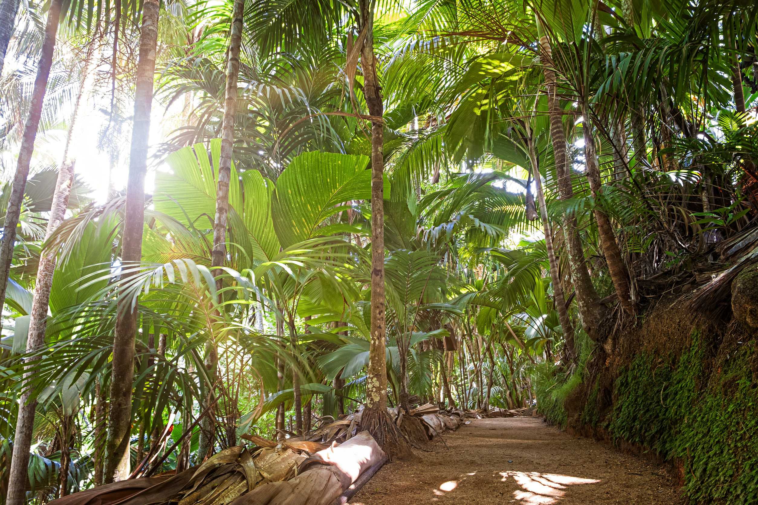 Vallee De Mai Forest Seychelles