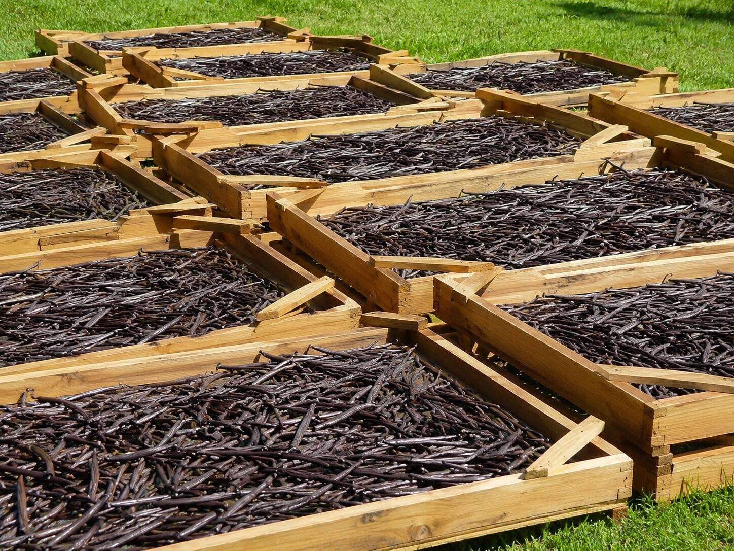 Vanilla Pods In Seychelles